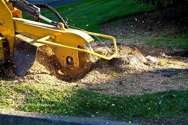 Lawn Grading and Leveling in Spring Valley, MN