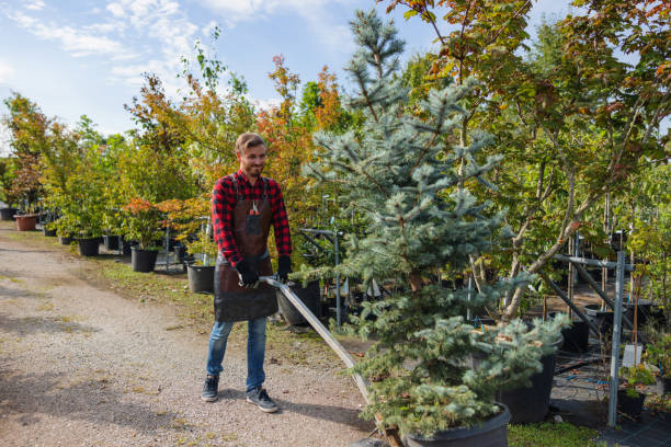 Trusted Spring Valley, MN  Tree Services Experts